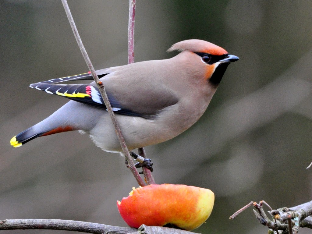 Waxwing Backgrounds on Wallpapers Vista
