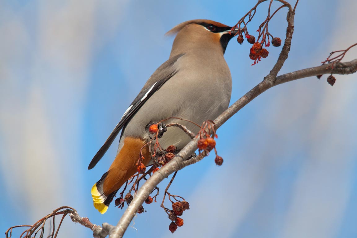 Nice Images Collection: Waxwing Desktop Wallpapers