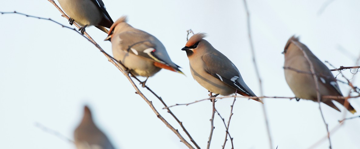 HQ Waxwing Wallpapers | File 65.38Kb