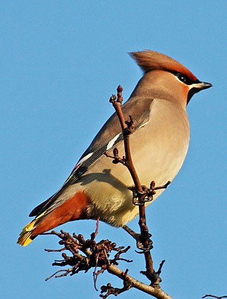322x425 > Waxwing Wallpapers