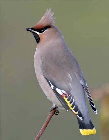 450x578 > Waxwing Wallpapers