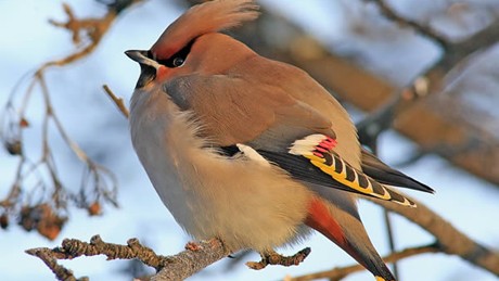 Images of Waxwing | 460x259