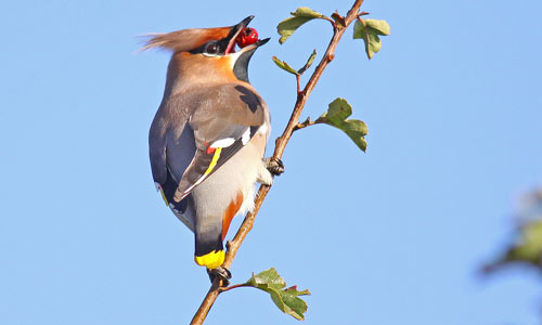 HD Quality Wallpaper | Collection: Animal, 500x300 Waxwing