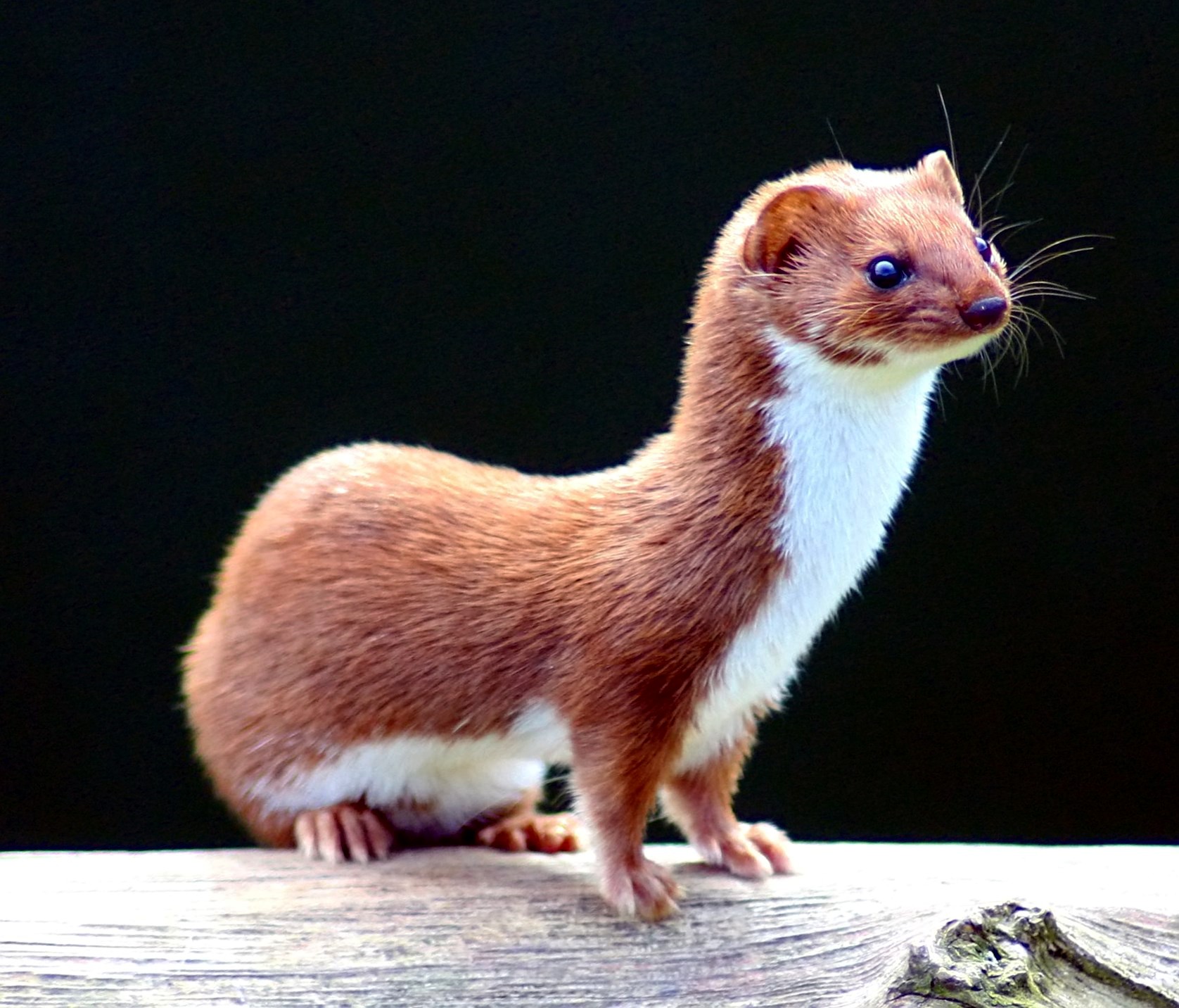 HD Quality Wallpaper | Collection: Animal, 1676x1432 Weasel