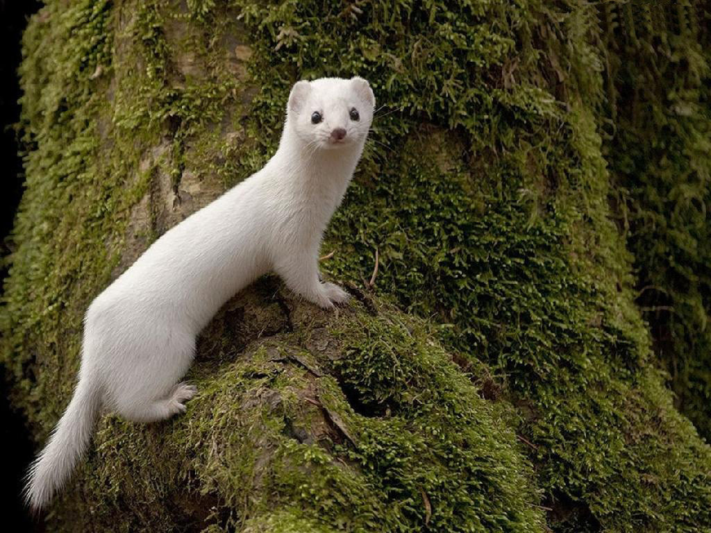 Weasel High Quality Background on Wallpapers Vista