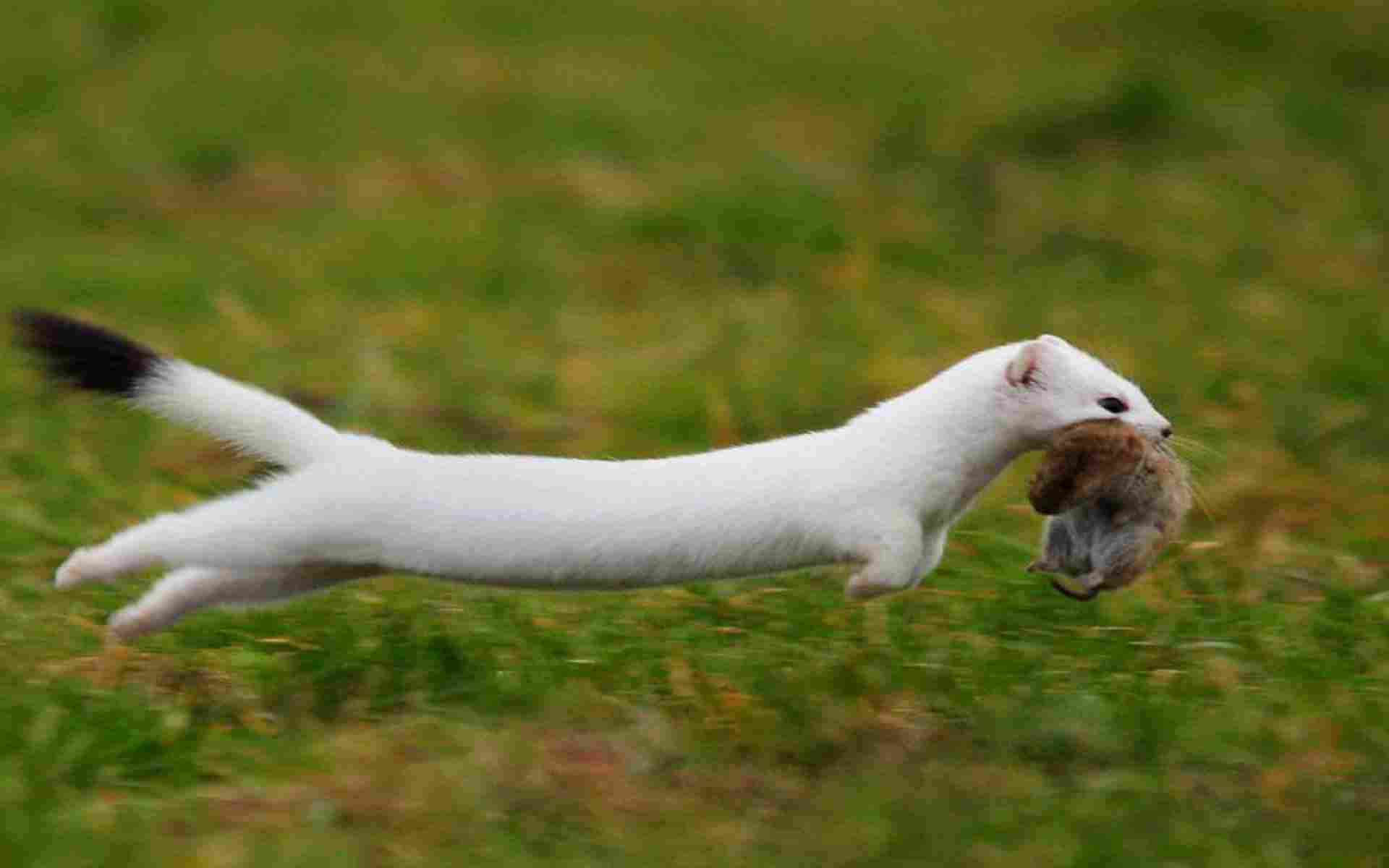 HD Quality Wallpaper | Collection: Animal, 1920x1200 Weasel