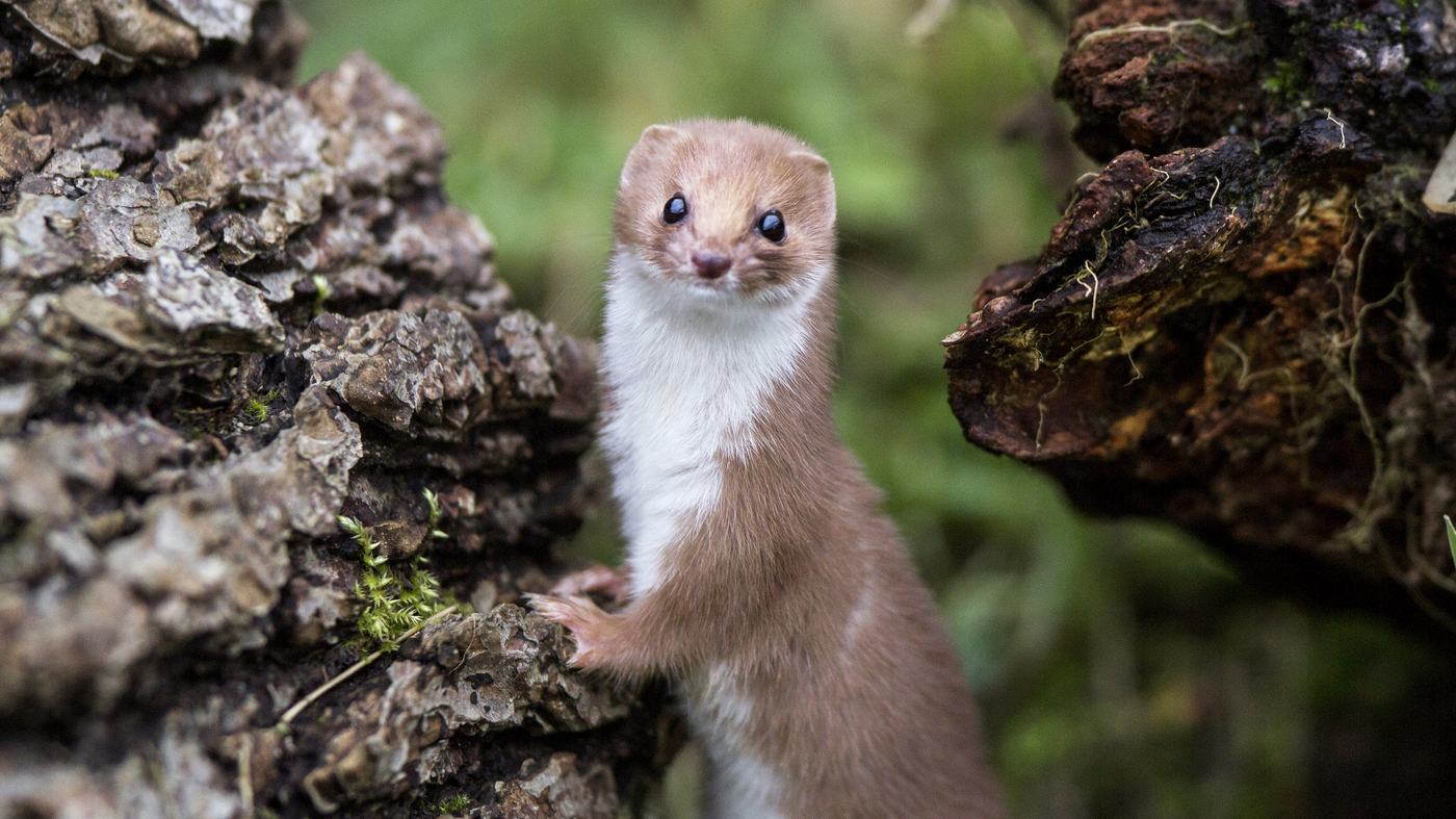 Nice wallpapers Weasel 1400x787px