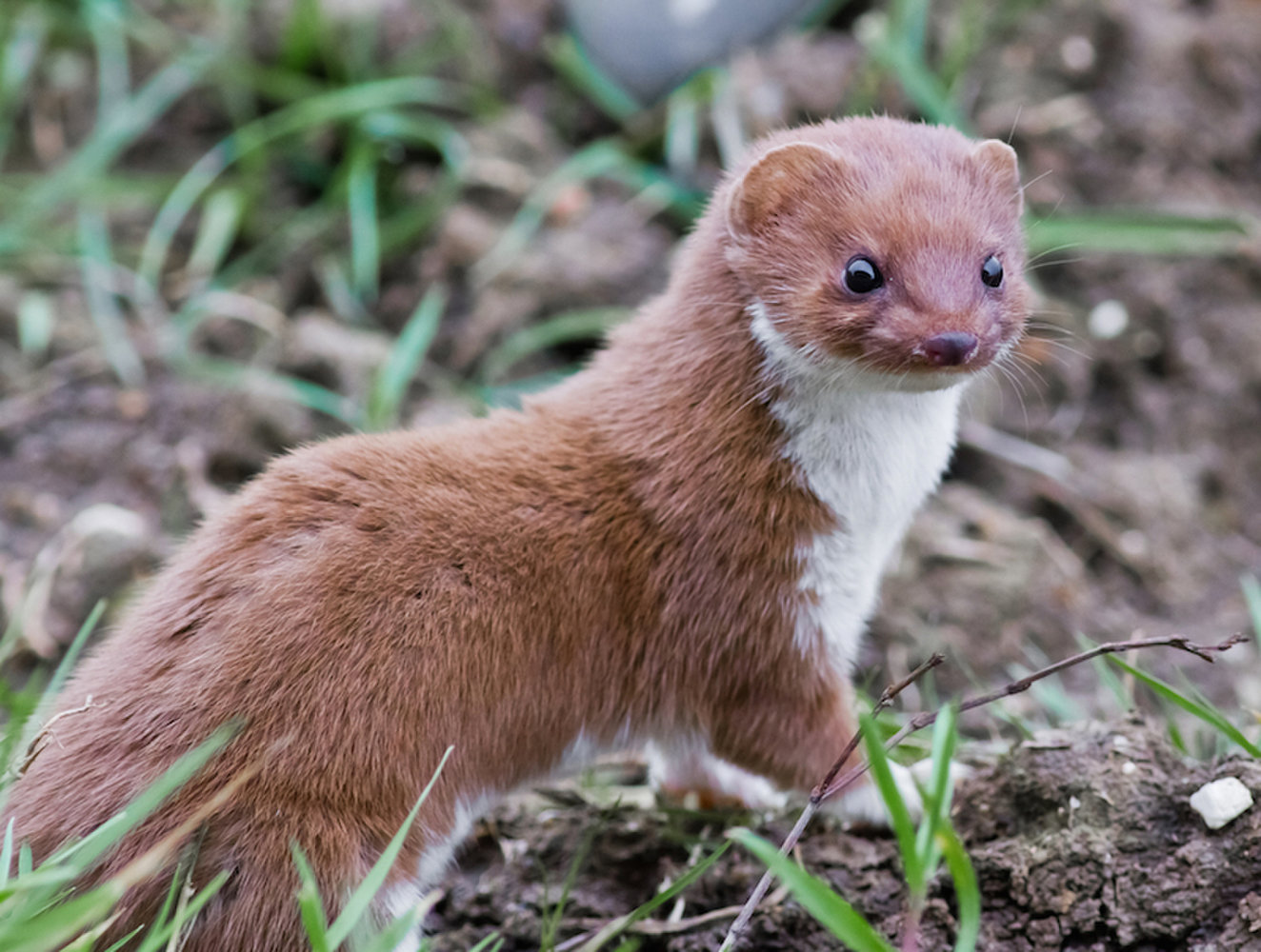 Images of Weasel | 1324x1000
