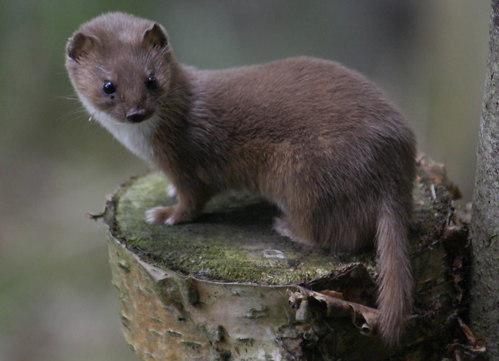 Weasel High Quality Background on Wallpapers Vista