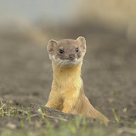 Images of Weasel | 450x450