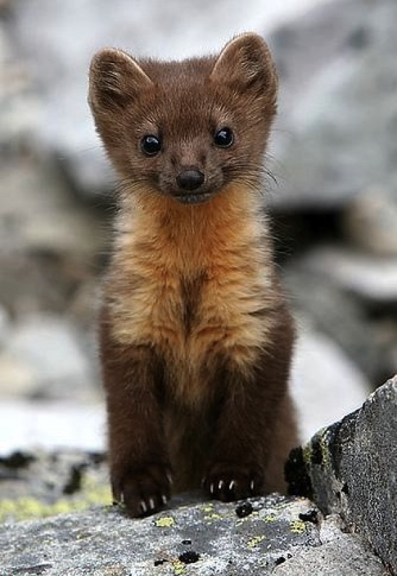 Weasel Backgrounds on Wallpapers Vista