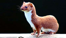 Weasel Backgrounds on Wallpapers Vista