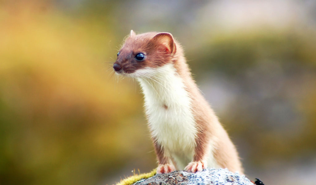 Nice wallpapers Weasel 1024x600px