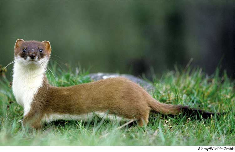 Amazing Weasel Pictures & Backgrounds