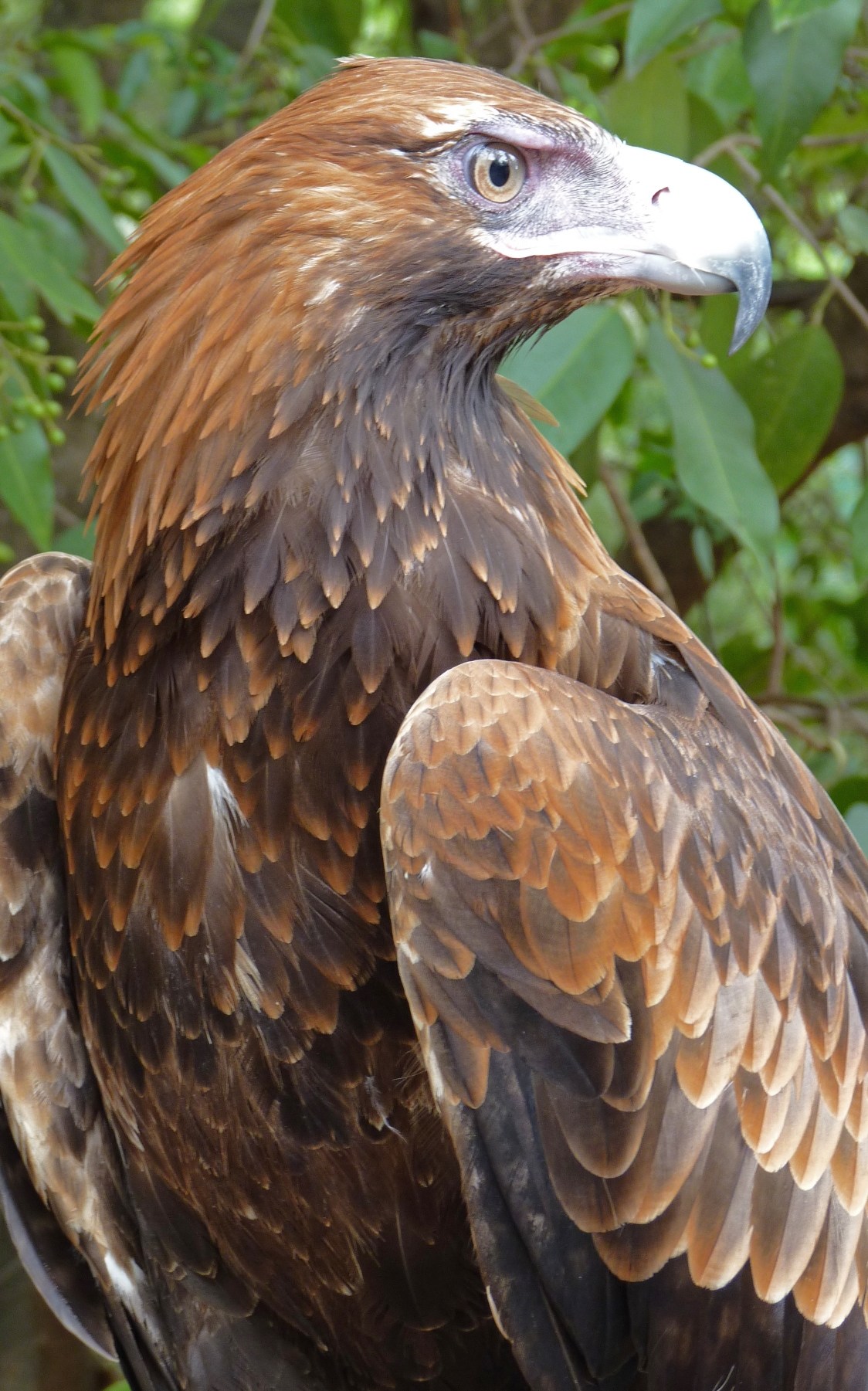Wedge Tailed Eagle #18