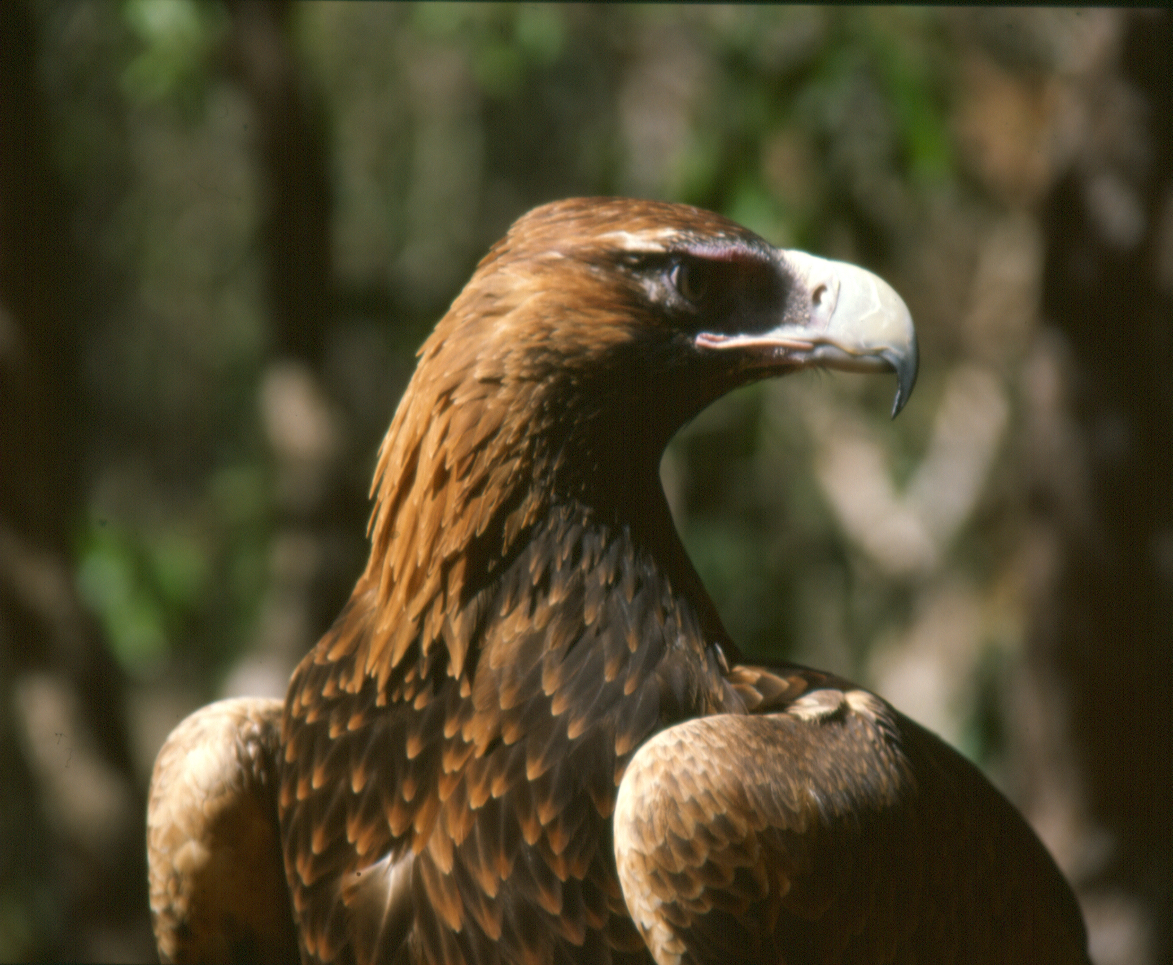 HQ Wedge Tailed Eagle Wallpapers | File 4961.9Kb