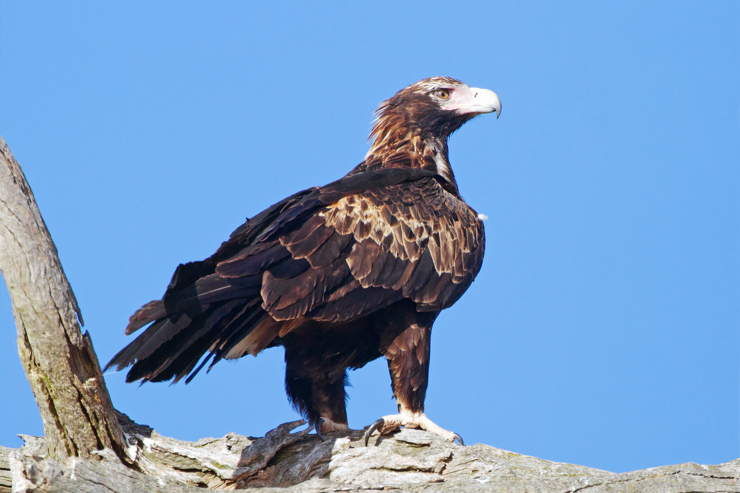 Images of Wedge Tailed Eagle | 2500x1666