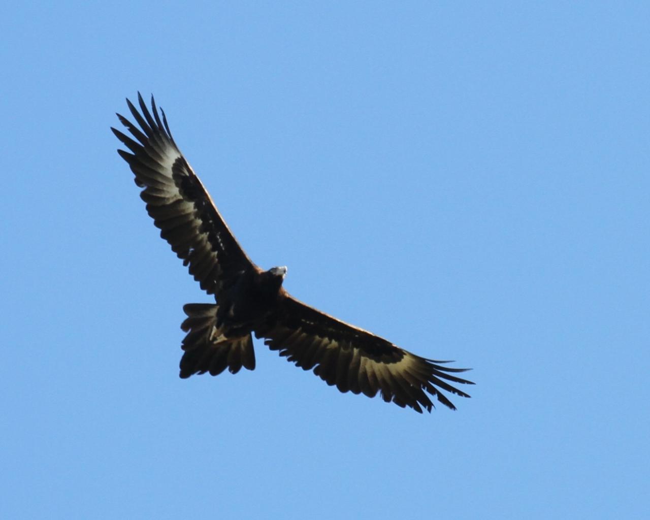 Wedge Tailed Eagle #20