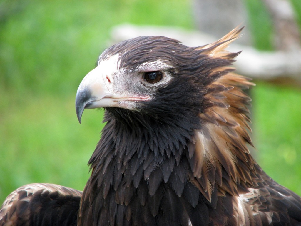 Wedge Tailed Eagle #23