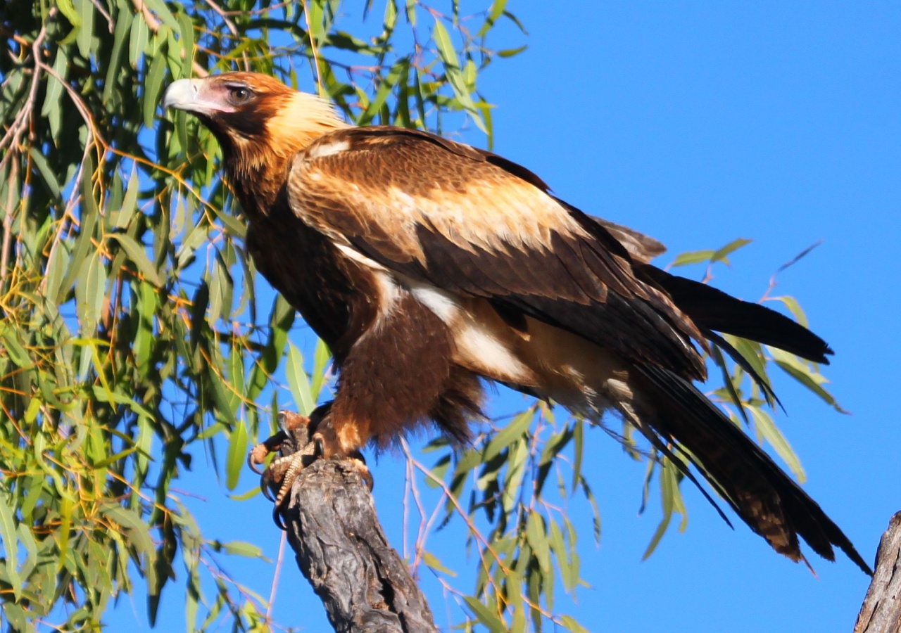 Nice wallpapers Wedge Tailed Eagle 1280x900px
