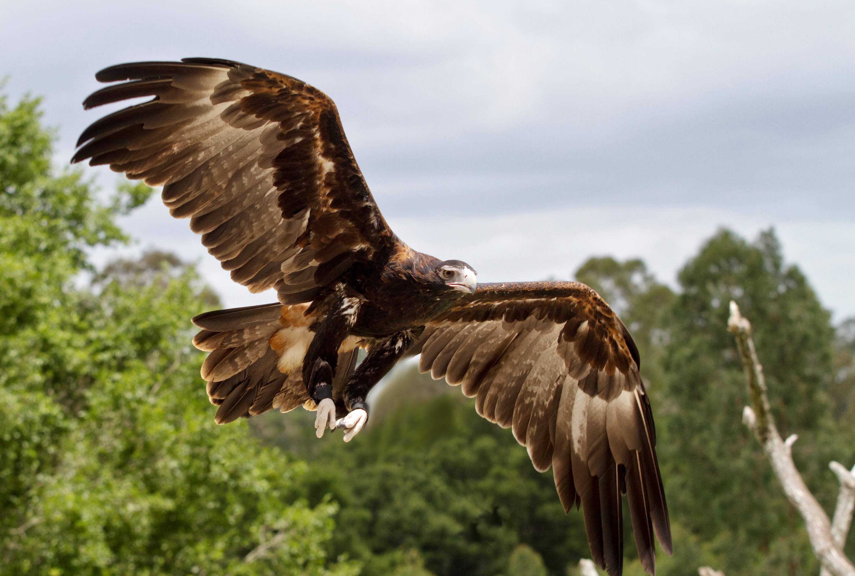 HD Quality Wallpaper | Collection: Animal, 2958x1992 Wedge Tailed Eagle