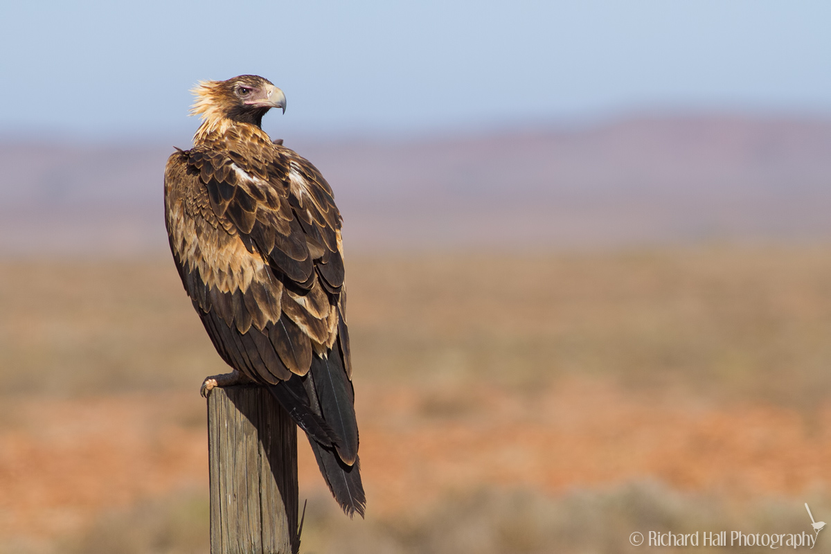 1200x800 > Wedge Tailed Eagle Wallpapers