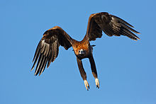 Wedge Tailed Eagle #14