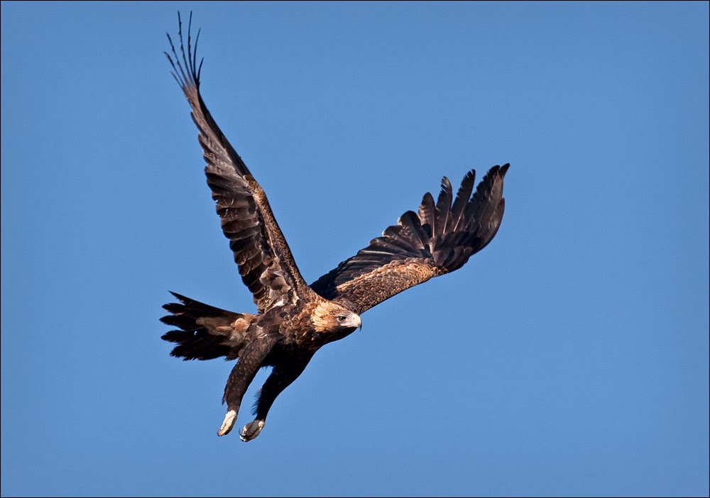 Wedge Tailed Eagle #9