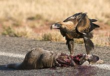 Wedge Tailed Eagle #11