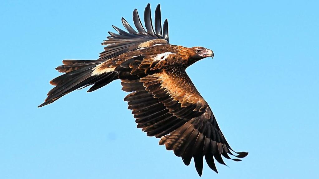Wedge Tailed Eagle #6