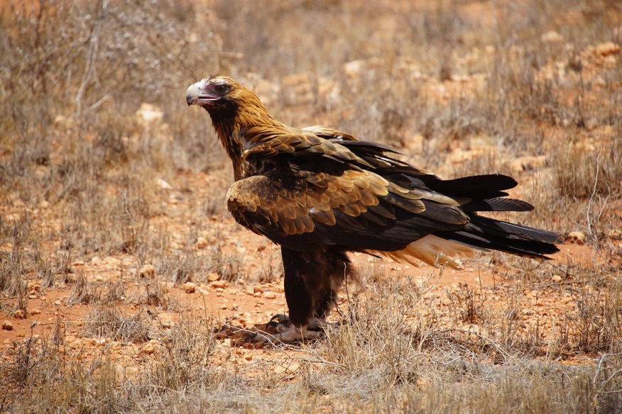 Wedge Tailed Eagle #1