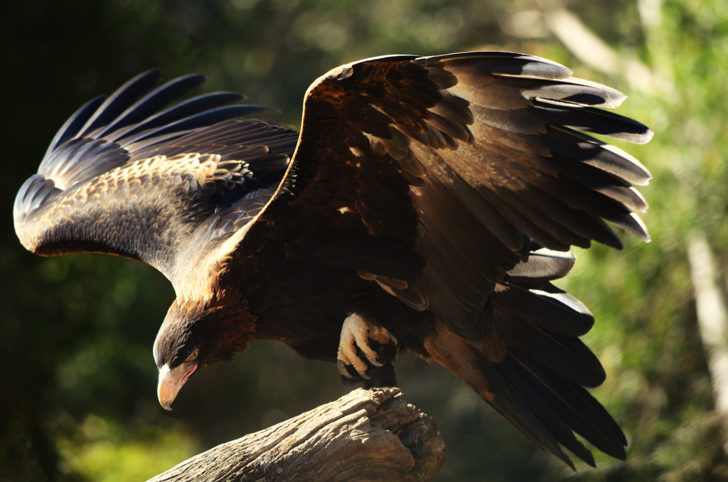 Nice Images Collection: Wedge Tailed Eagle Desktop Wallpapers
