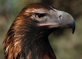 HQ Wedge Tailed Eagle Wallpapers | File 50.45Kb