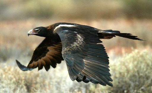 Wedge Tailed Eagle #7