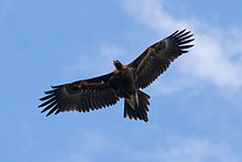 Wedge Tailed Eagle #15