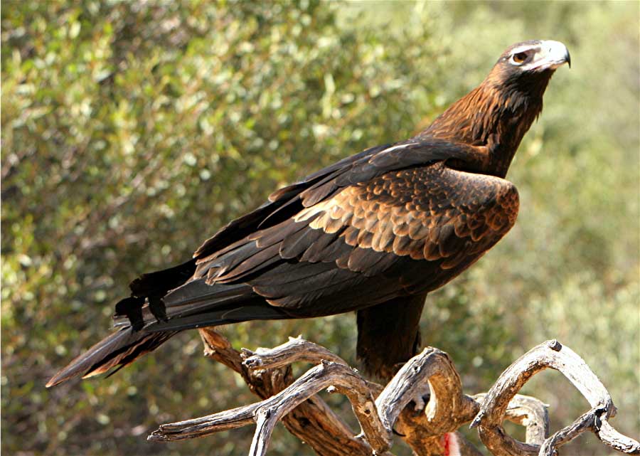 Wedge Tailed Eagle #4