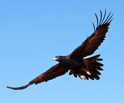 Wedge Tailed Eagle #3