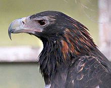 Wedge Tailed Eagle #13