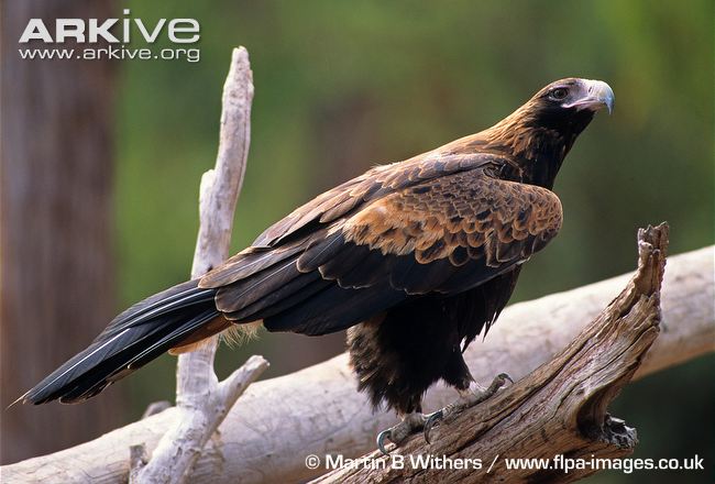 Wedge Tailed Eagle Backgrounds on Wallpapers Vista