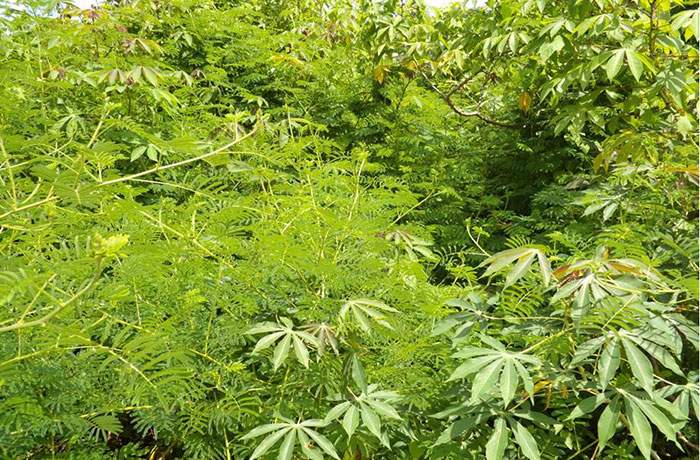 Weeds High Quality Background on Wallpapers Vista