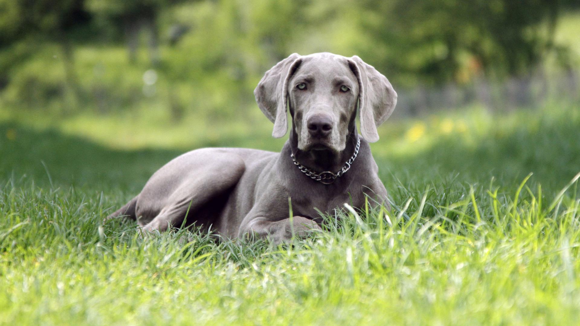 HD Quality Wallpaper | Collection: Animal, 1920x1080 Weimaraner