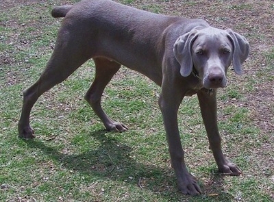 Weimaraner Backgrounds, Compatible - PC, Mobile, Gadgets| 400x295 px