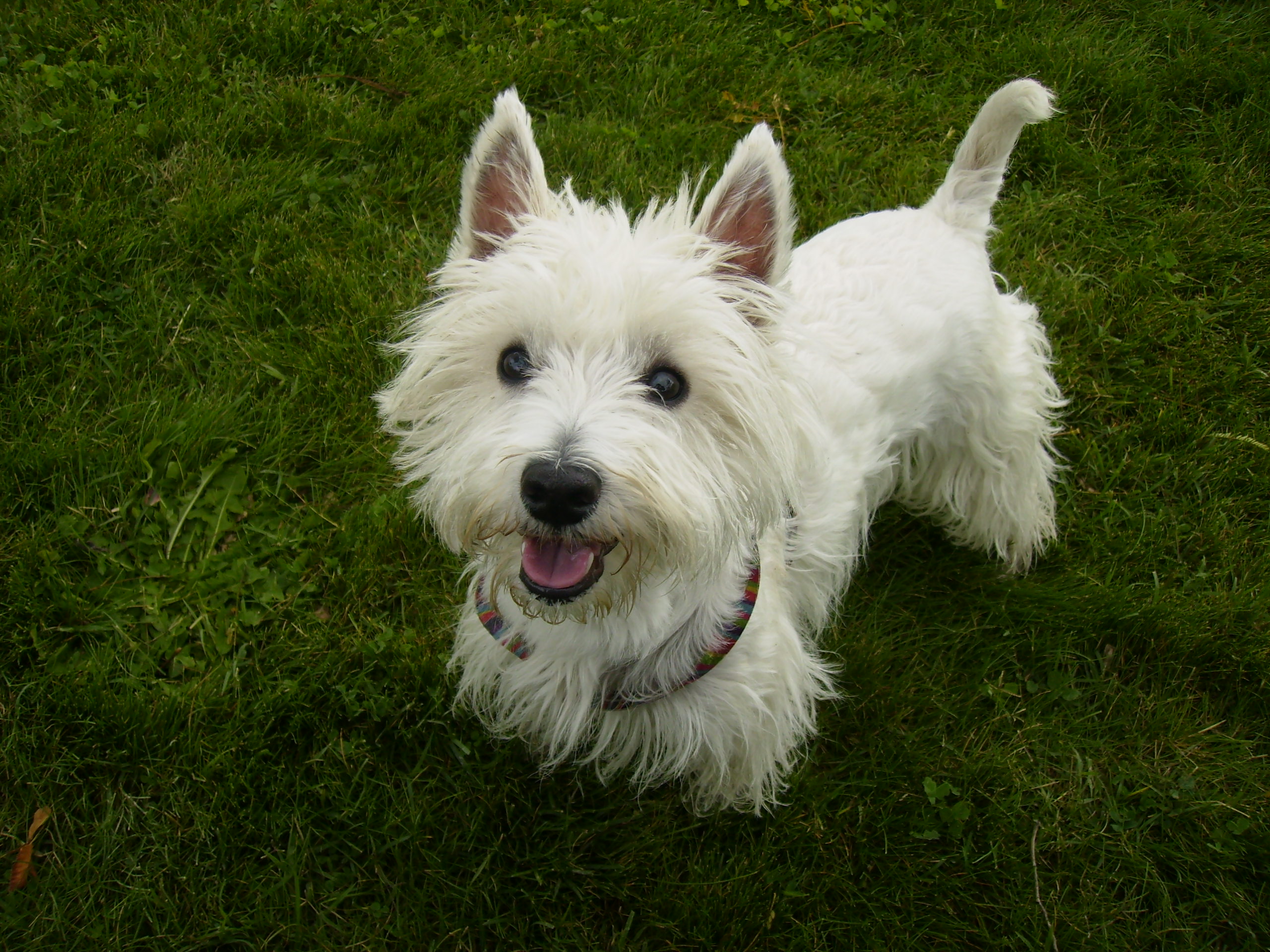 HD Quality Wallpaper | Collection: Animal, 2560x1920 West Highland White Terrier