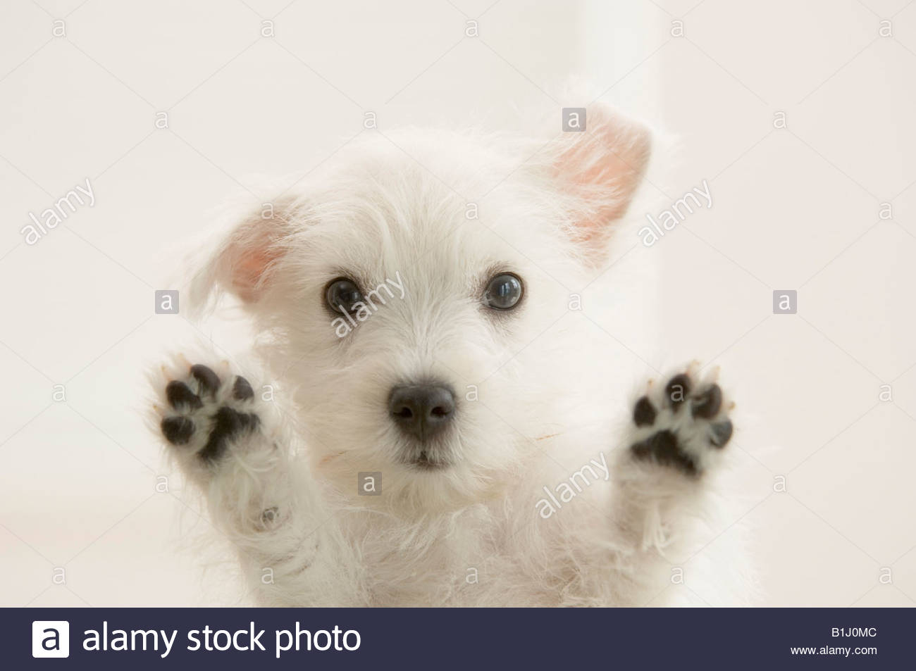 West Highland White Terrier #26