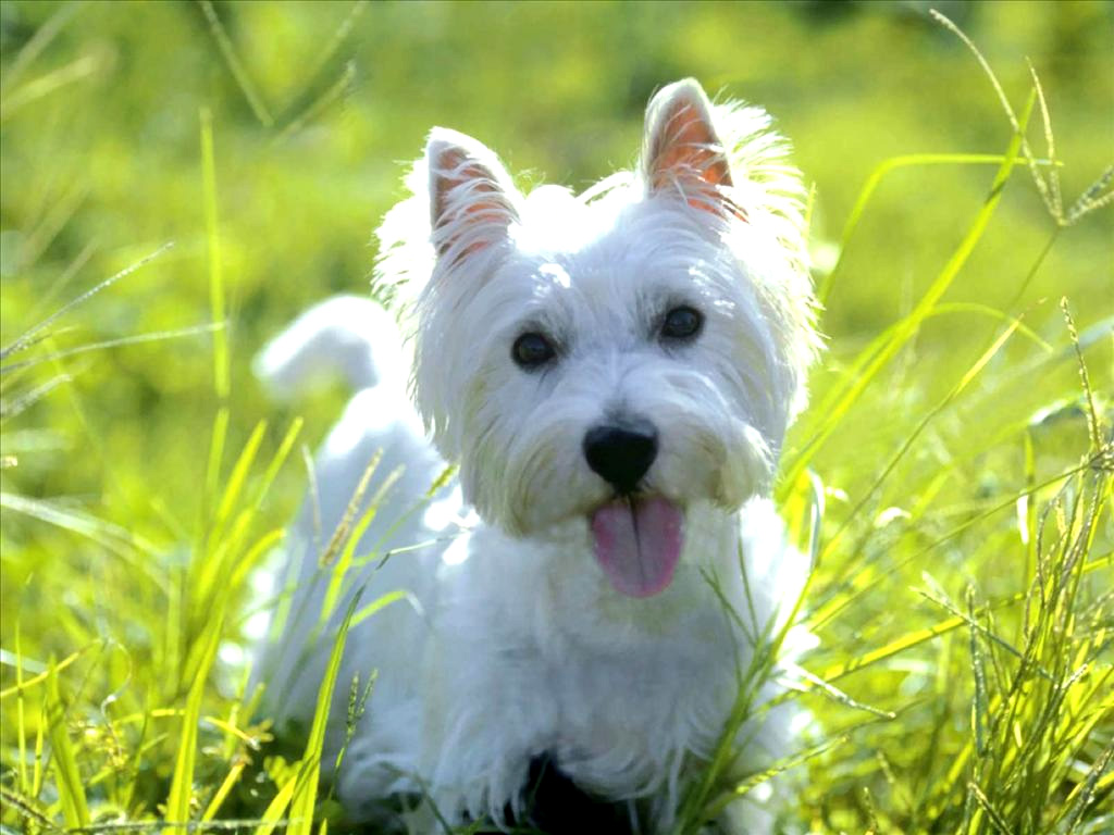 Images of West Highland White Terrier | 1024x768