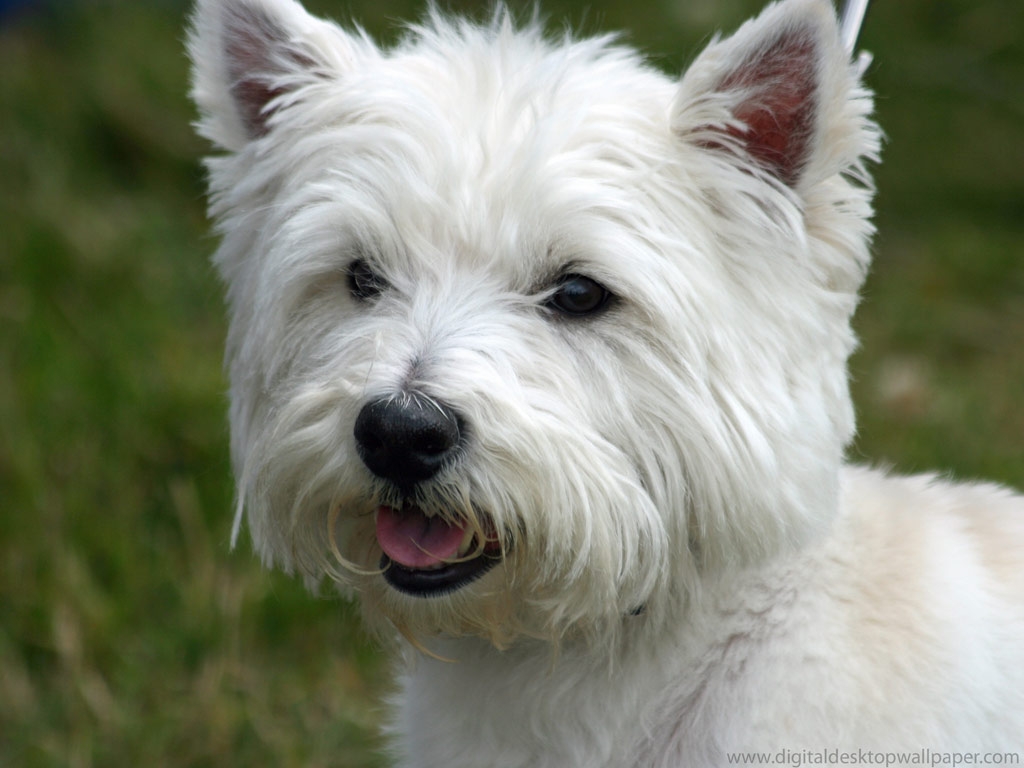Nice Images Collection: West Highland White Terrier Desktop Wallpapers