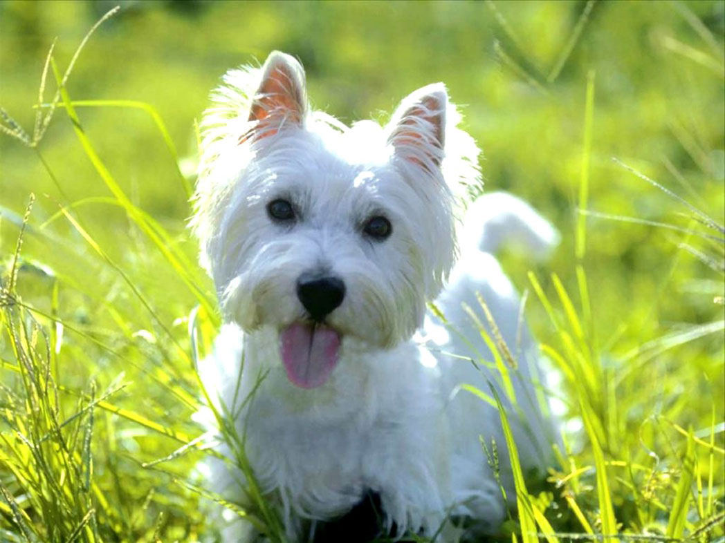 West Highland White Terrier Backgrounds, Compatible - PC, Mobile, Gadgets| 1048x786 px