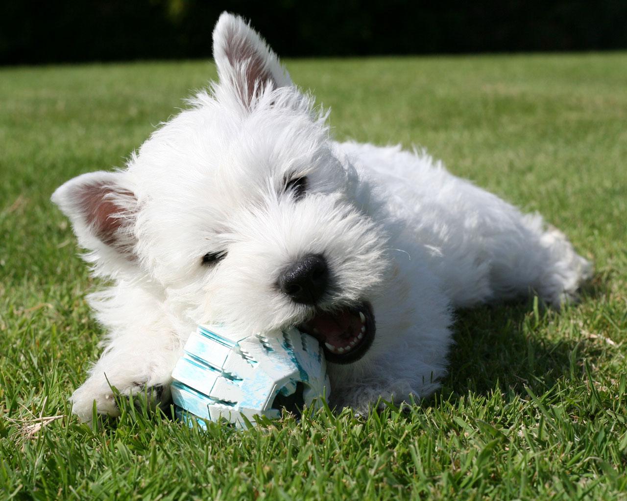 1280x1024 > West Highland White Terrier Wallpapers