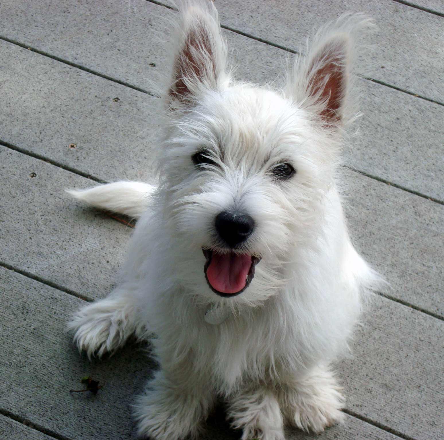 Nice wallpapers West Highland White Terrier 1548x1536px