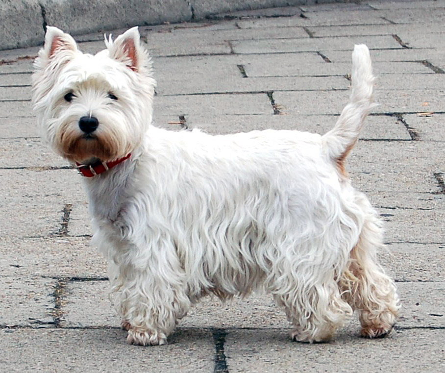 HQ West Highland White Terrier Wallpapers | File 229.75Kb